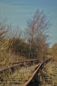 Bare trees in grass against sky