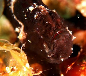 Close-up of jellyfish in sea