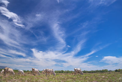 Cows grazing on field against blue sky