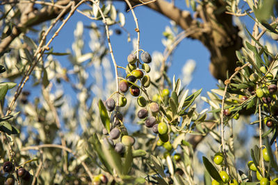 Low angle view of fruits on tree