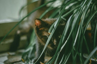 Close-up of cat