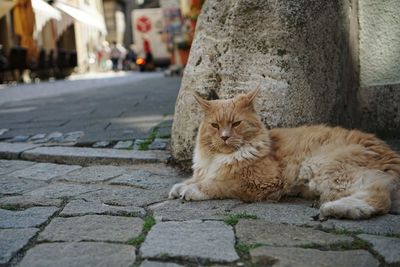 Portrait of cat sitting on street