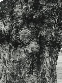 Close-up of tree against sky