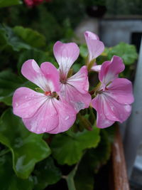 Close-up of pink flowering plant