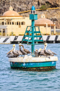 View of a bird in the sea