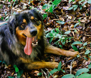 Portrait of dog lying on ground