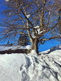 Low angle view of bare tree against sky