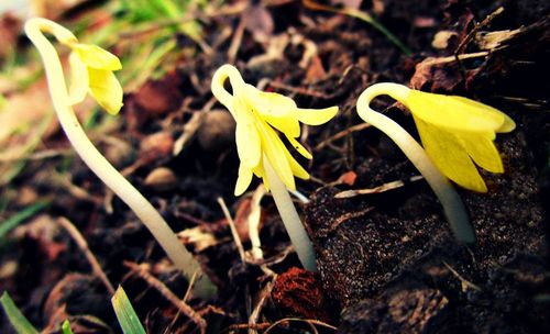 Close-up of yellow flowers