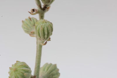 Close-up of plant against clear sky