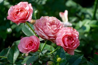 The pink rose is a symbol of beauty. cute and sweet