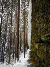 Trees in forest during winter