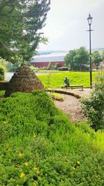 Trees growing in field