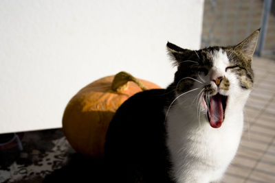 Close-up of cat yawning at home