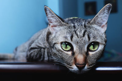 Close-up portrait of a cat