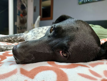 Close-up of dog lying on bed at home