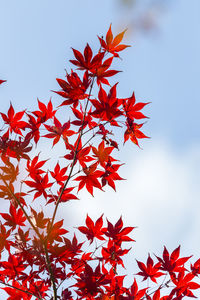 Low angle view of maple leaves on tree against sky