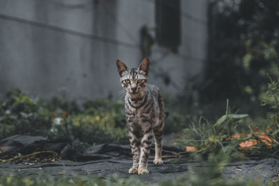 Portrait of a cat