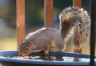 Close-up of squirrel