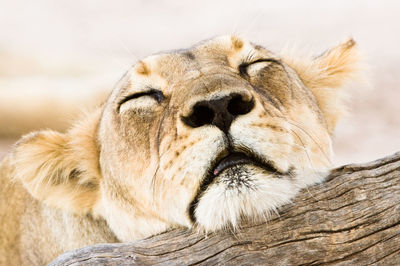 Close-up of a cat