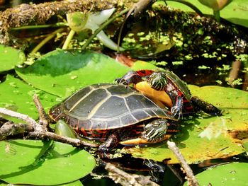 Close-up of turtle in water