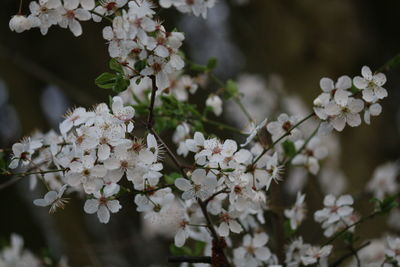 Close-up of white cherry blossoms in spring