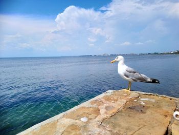 Seagull perching on a sea against sky