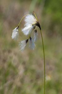 Close-up of white dandelion on field