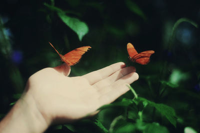 Close-up of butterfly on hand