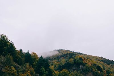 Scenic view of forest against sky
