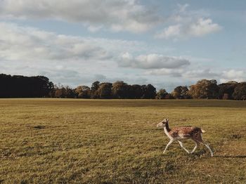 View of horse on field against sky