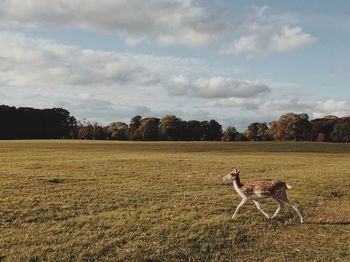 View of horse on field against sky