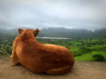 View of a horse on field