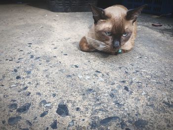 High angle portrait of cat relaxing outdoors