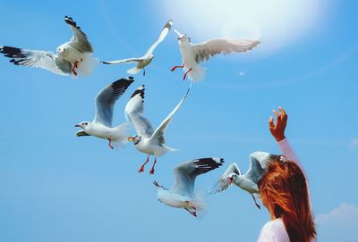 Low angle view of seagulls flying