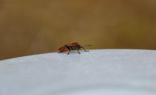 Close-up of insect