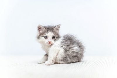 Portrait of kitten on white background