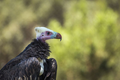 Close-up of a bird