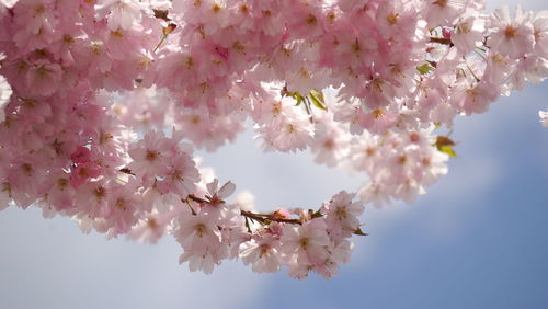 Low angle view of cherry blossoms