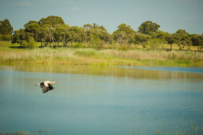 Birds flying over lake