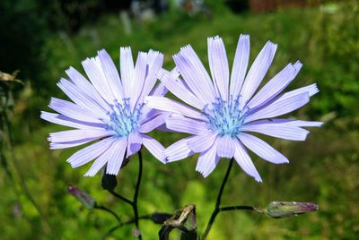 Close-up of purple flowering plant on field