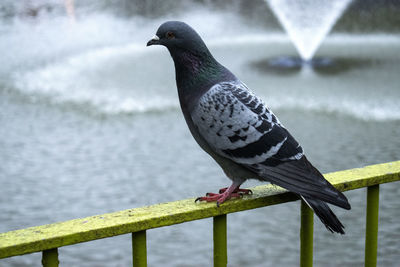 Wild pigeon in blessington park in dublin