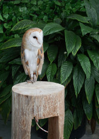 Barn owl full length portrait perched on a wood log with green leaf tree in the background