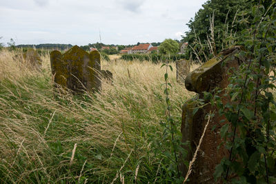 Plants growing on field