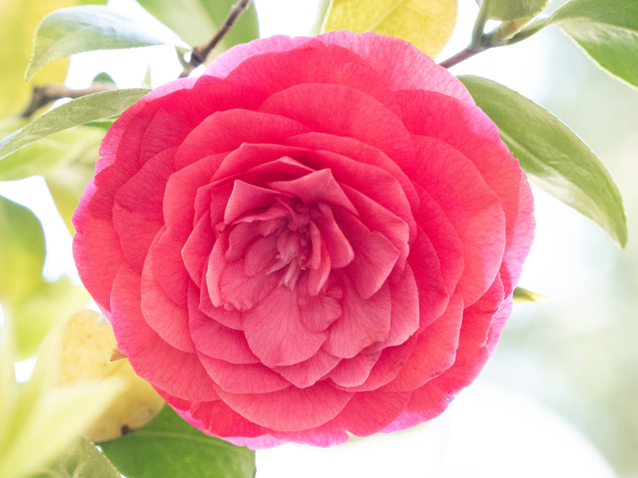 plant, flower, flowering plant, beauty in nature, freshness, leaf, petal, close-up, plant part, pink, nature, japanese camellia, flower head, fragility, inflorescence, theaceae, rose, no people, growth, red, outdoors, springtime, garden roses, vibrant color, day