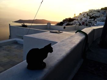 View of a cat looking at sea