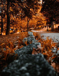 Surface level of autumn trees in forest