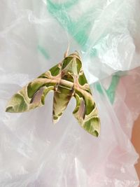 High angle view of fresh green plant in plastic