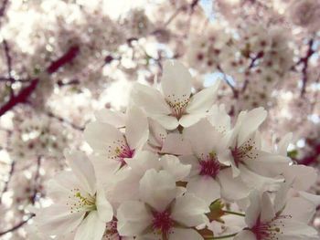 Close-up of cherry blossoms