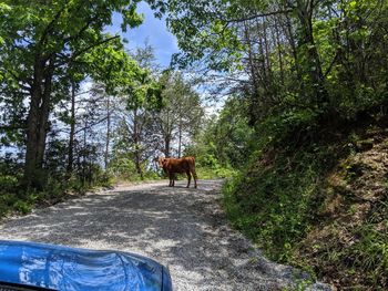 Horse cart on road amidst trees in forest