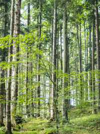 View of bamboo trees in forest